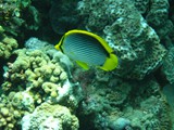 sharm58