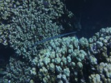 aegypten_2025-01-01_10-10-38_dsci9728